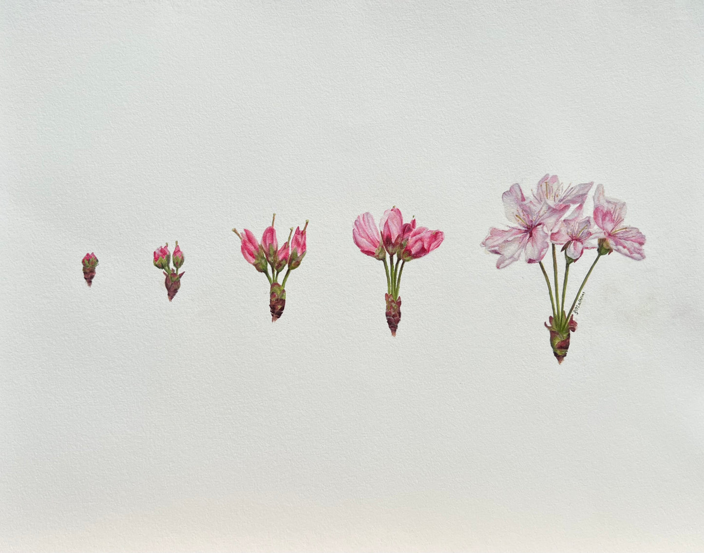 Cherry Blossom
