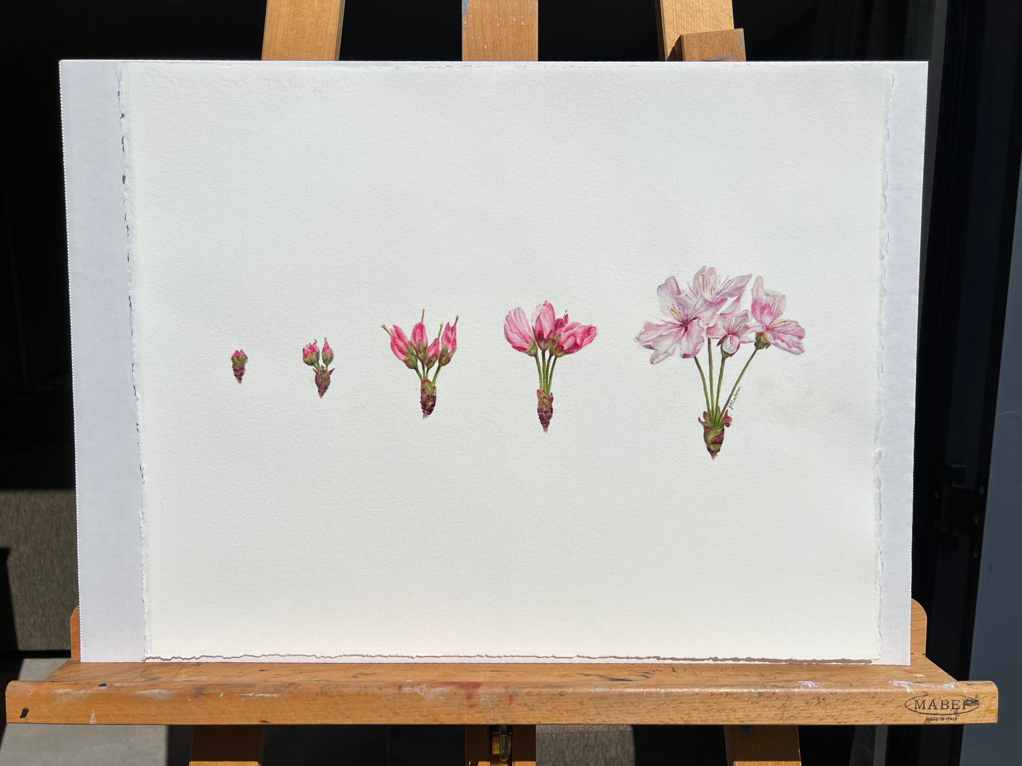 Cherry Blossom