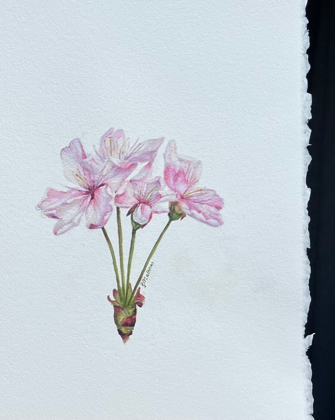 Cherry Blossom