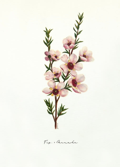 Fig 1. Manuka Art - Fine Art Print