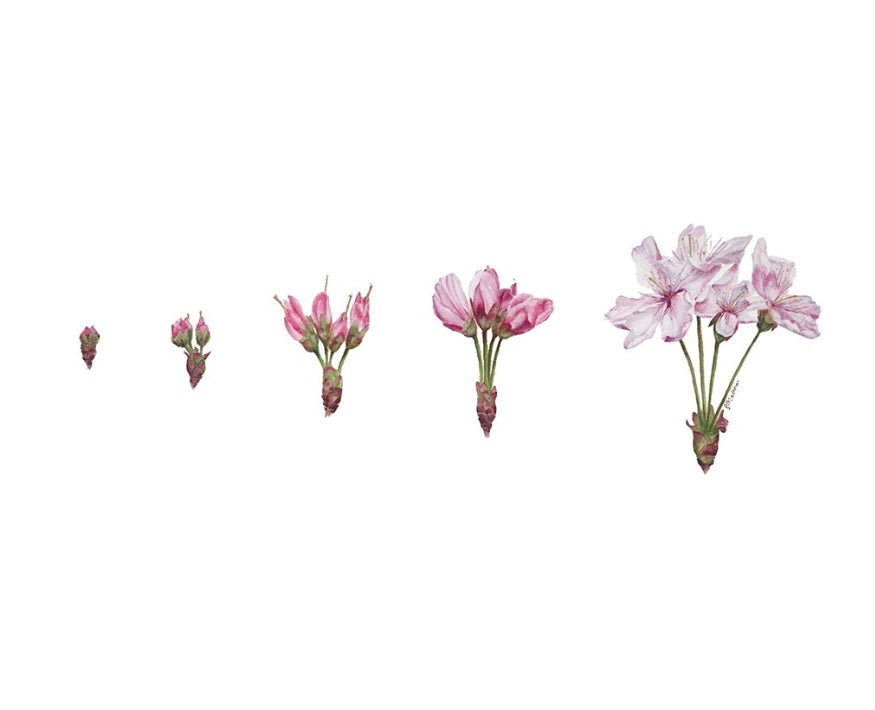 Cherry Blossom Art Print