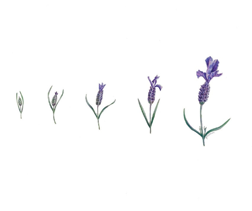 Tiny Dancers - Fine Art Print