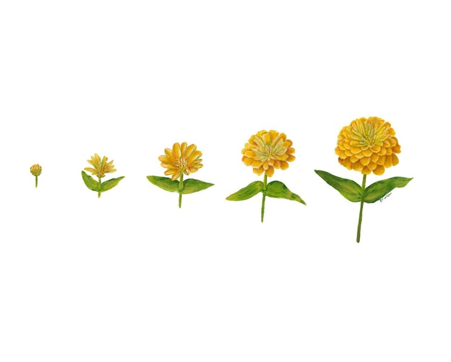 Lollipops - Zinnia Art Print