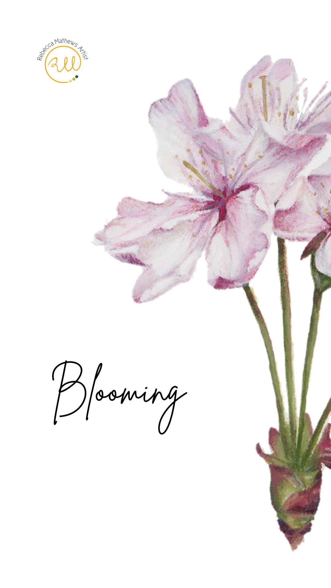 Cherry_Blossom_in_Bloom