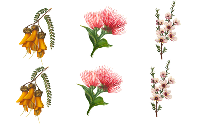 6 Pack NZ Native Greeting Card Set (Pre-Order)