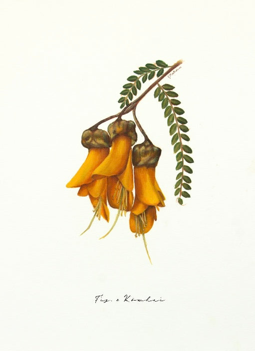 Fig 2. Kowhai - Fine Art Print