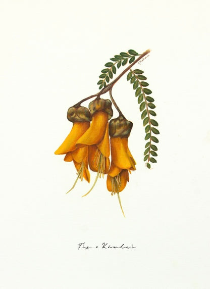 Fig 2. Kowhai - Fine Art Print