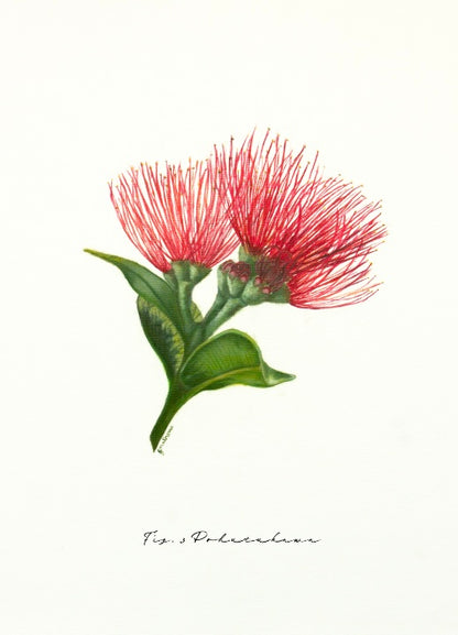 Fig 3. Pohutukawa - Fine Art Print