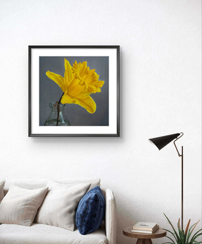 Limited edition daffodil print on wall – NZ floral art for home decor