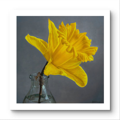Thinking of You – limited edition daffodil art print with white border by NZ artist Rebecca