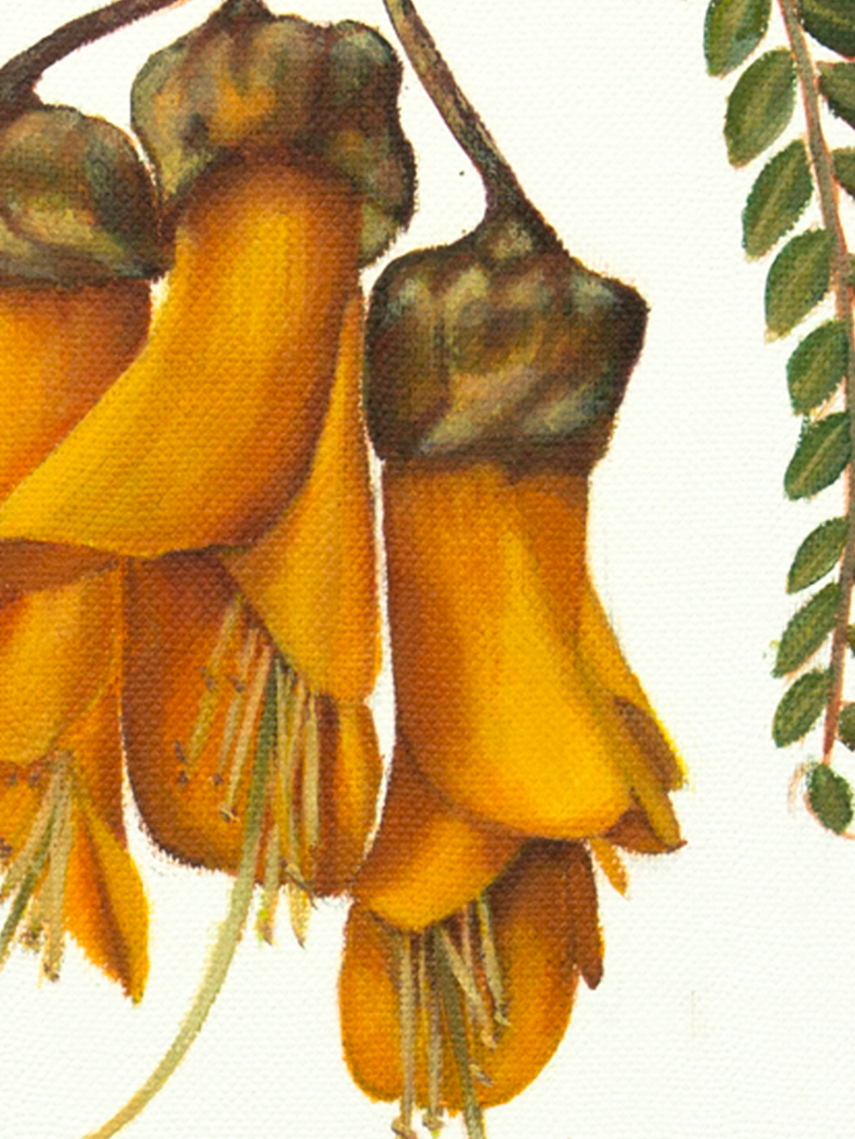 Fig 2. Kowhai - Fine Art Print